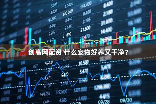 创高网配资 什么宠物好养又干净？